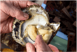 浜揚げ