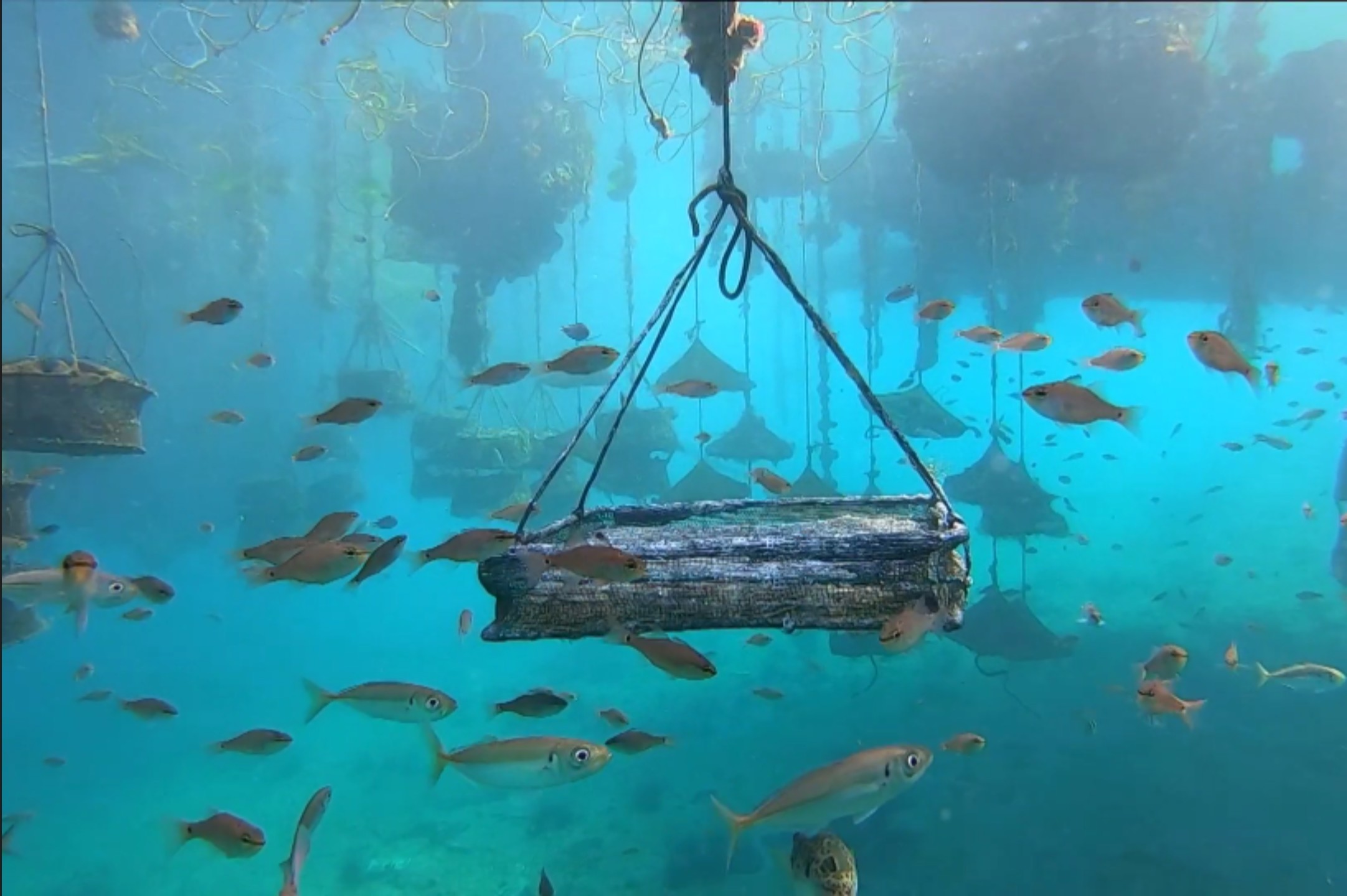 海の中の養生籠